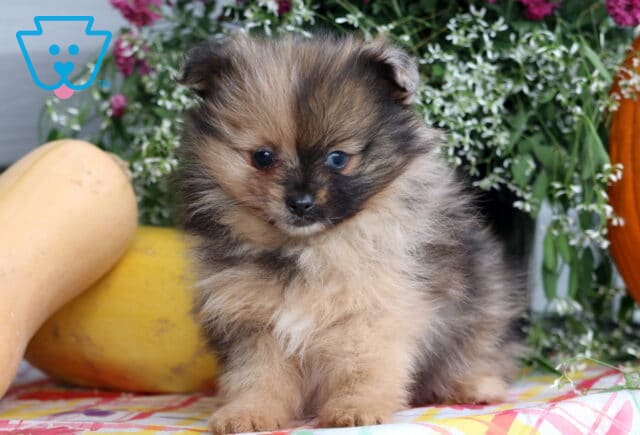 Boxer Pom image
