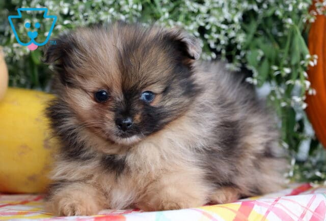 Boxer Pom2 image