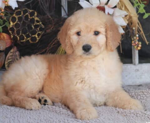 Breeze Goldendoodle