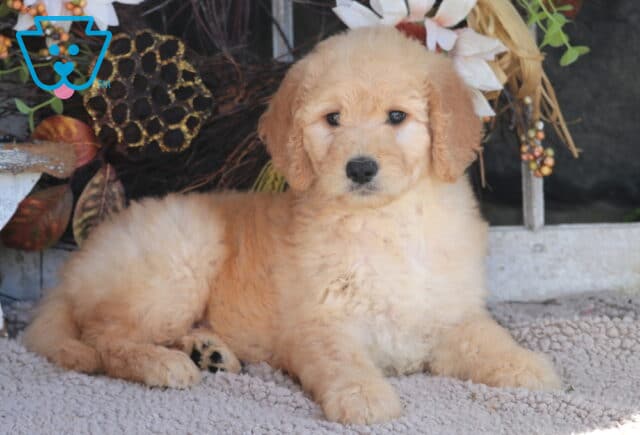 Breeze Goldendoodle image
