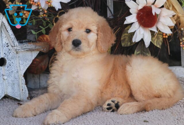 Breeze Goldendoodle2 image