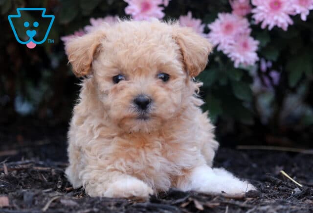 Fluffy apricot Shihpoo puppy lying down on mulch with one white paw visible, looking sweetly at the camera with pink flowers in the background. image
