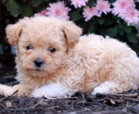 Curly apricot Shihpoo puppy with white paws lying on dark mulch, gazing sweetly at the camera with pink flowers in the background.