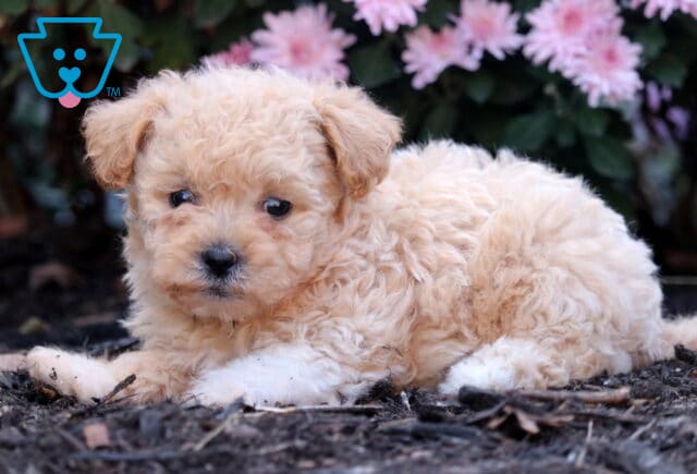 Curly apricot Shihpoo puppy with white paws lying on dark mulch, gazing sweetly at the camera with pink flowers in the background. image
