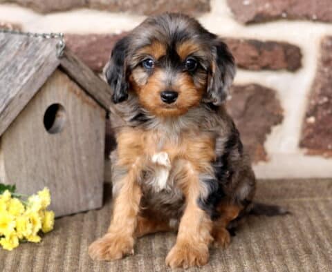 Brianna Cavapoo