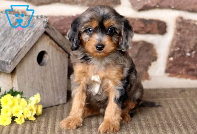 Brianna Cavapoo image