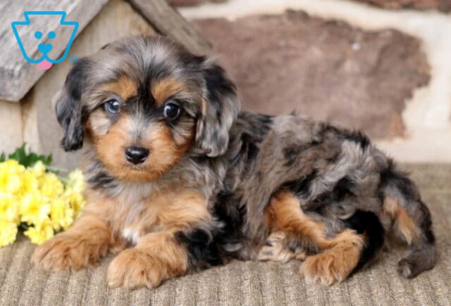 Brianna Cavapoo2 image