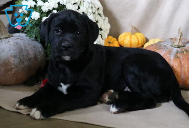 Bridgett Boxador image