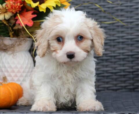 Bridgett Cavachon