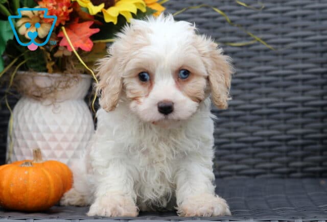 Fluffy cream and tan Cavachon puppy with striking blue eyes sitting on a wicker chair, posed sweetly beside a pumpkin and fall flowers. image