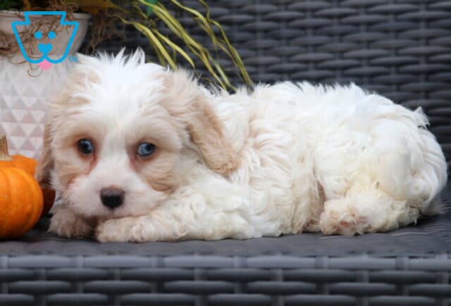Adorable Cavachon puppy with cream and tan fur lying down on a wicker chair, showing off its striking blue eyes next to a small pumpkin. image