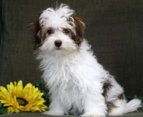 Brie Havanese Retake