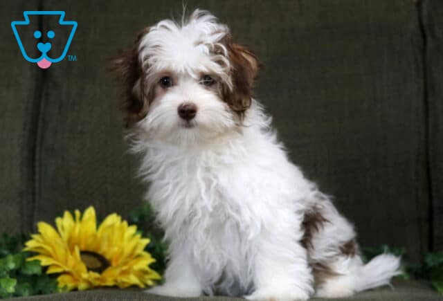 Fluffy white and brown Havanese puppy sitting on a green background with a yellow sunflower beside it, looking sweetly at the camera. image