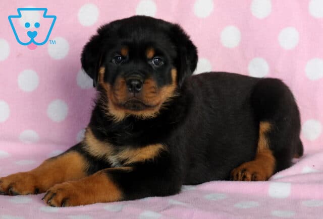 Sweet Rottweiler puppy with black fur and tan markings lying on a pink polka-dot blanket, looking directly at the camera with a calm, gentle expression. image