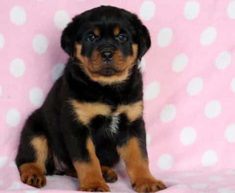 Brittany Rottie2 Cute Rottweiler puppy with black fur and tan markings sitting on a pink polka-dot blanket, gazing straight at the camera with a calm and confident expression.
