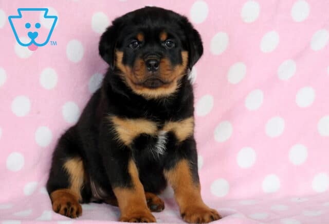 Cute Rottweiler puppy with black fur and tan markings sitting on a pink polka-dot blanket, gazing straight at the camera with a calm and confident expression. image