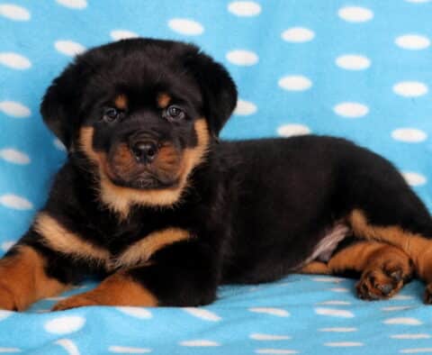 Broc Rottie Cute Rottweiler puppy with shiny black fur and warm tan markings lying on a blue polka-dot blanket, looking relaxed and alert with bright eyes.