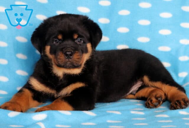 Cute Rottweiler puppy with shiny black fur and warm tan markings lying on a blue polka-dot blanket, looking relaxed and alert with bright eyes. image