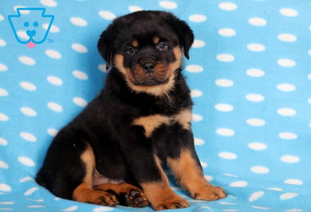 Adorable young Rottweiler puppy with shiny black fur and tan markings sitting on a blue polka-dot blanket, giving a sweet, calm look toward the camera. image