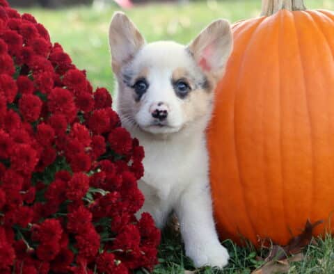 Brook Corgi