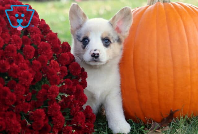 Brook Corgi image