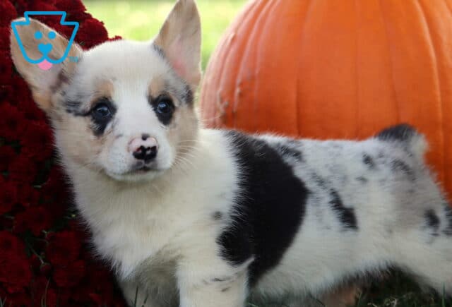 Brook Corgi2 image