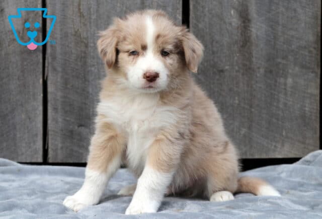 Fluffy red merle Australian Shepherd puppy sitting on a gray blanket with a wooden background, showing a soft blend of cream and tan fur and a small white blaze on its face. image