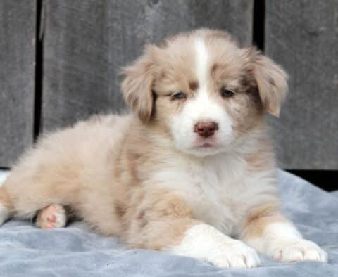 Fluffy red merle Australian Shepherd puppy sitting on a gray blanket with a wooden background, showing a soft blend of cream and tan fur and a small white blaze on its face.
