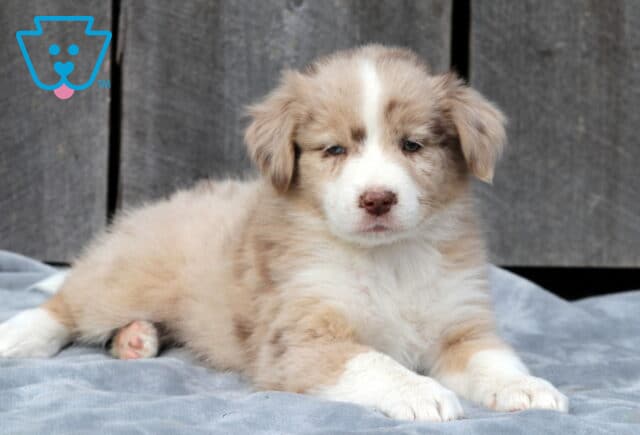 Fluffy red merle Australian Shepherd puppy sitting on a gray blanket with a wooden background, showing a soft blend of cream and tan fur and a small white blaze on its face. image