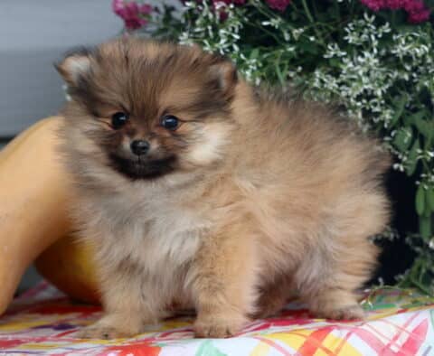 Brownie Pom
