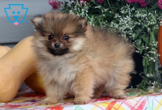 Brownie Pom image