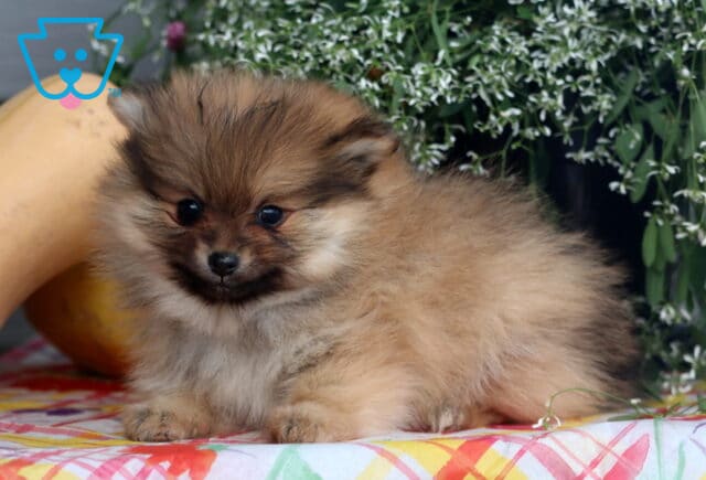 Brownie Pom2 image