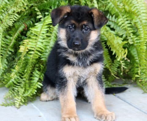 Cute German Shepherd puppy sitting on a concrete surface in front of bright green ferns, gazing curiously at the camera with alert eyes and soft, fluffy fur.