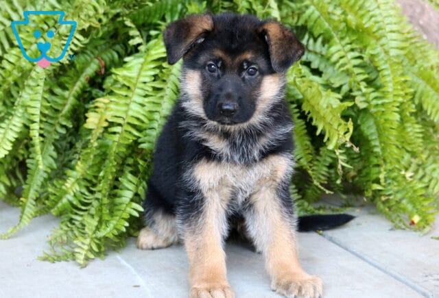Cute German Shepherd puppy sitting on a concrete surface in front of bright green ferns, gazing curiously at the camera with alert eyes and soft, fluffy fur. image