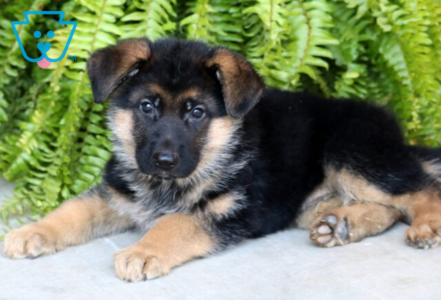 Playful German Shepherd puppy lying down on a concrete patio in front of bright green ferns, looking up with curious eyes and soft black-and-tan fur. image