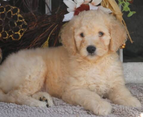 Bubba Goldendoodle