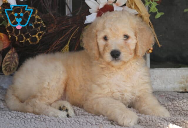 Bubba Goldendoodle image