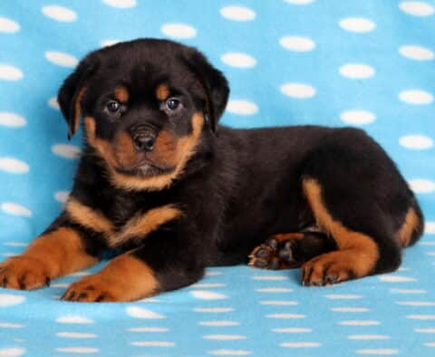 Bubba Rottie Bubba Rottie