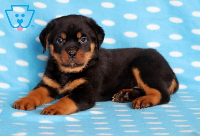 Adorable Rottweiler puppy with sleek black fur and rich tan markings lying on a blue polka-dot blanket, looking calmly at the camera with bright eyes. image