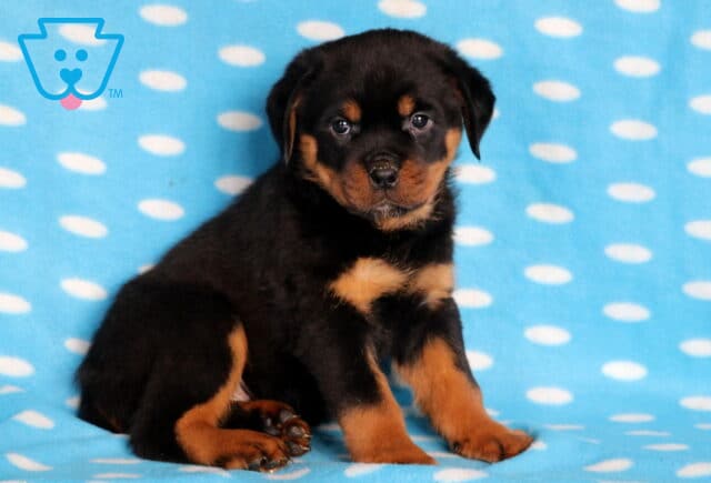 Sweet Rottweiler puppy with black and tan markings sitting on a blue polka-dot blanket, gazing softly at the camera with a calm and curious expression. image