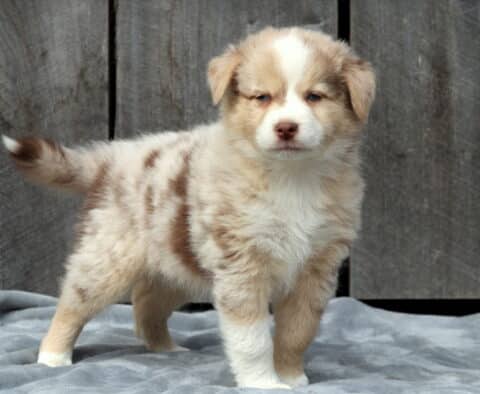 Beautiful red merle Australian Shepherd puppy standing confidently on a soft gray blanket, showing off its fluffy coat with cream, tan, and brown markings against a wooden backdrop.