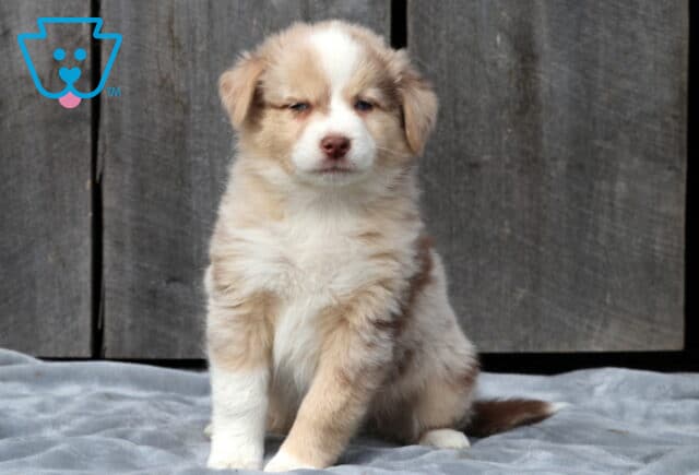 Fluffy red merle Australian Shepherd puppy sitting calmly on a gray blanket with a wooden backdrop, showing off its soft cream and tan coat with a hint of pink on the nose. image