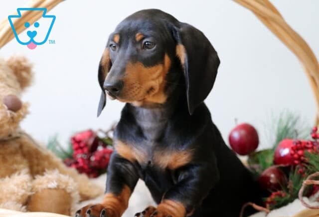 Buddy Mini Dachshund image