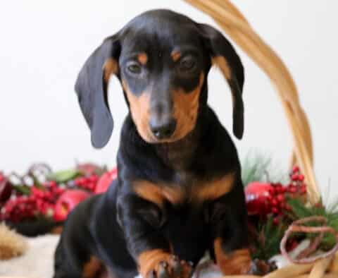 Buddy Mini Dachshund2 Buddy Mini Dachshund2