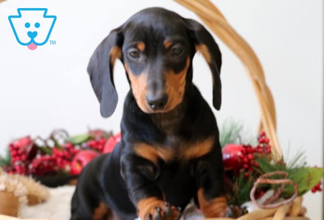 Buddy Mini Dachshund2 image