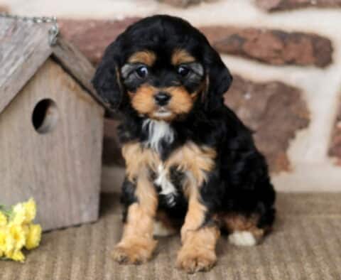Buffy Cavapoo