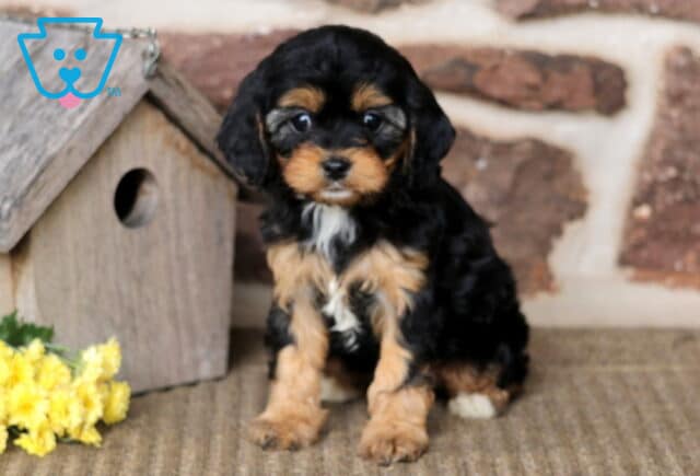 Buffy Cavapoo image