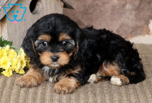 Buffy Cavapoo2 image