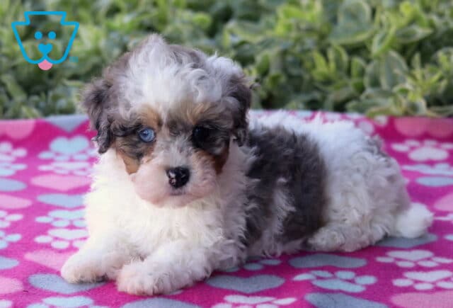 Tri-color Havapoo puppy with striking blue eyes and a fluffy white, gray, and tan coat lying on a pink paw-print blanket outdoors, with green plants softly blurred in the background. image