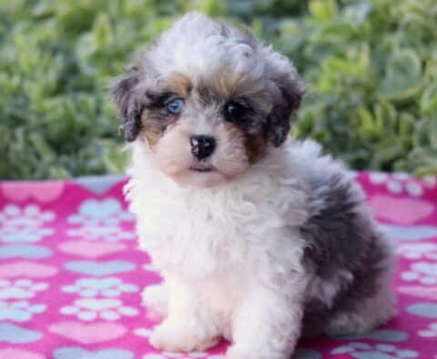 Sweet tri-color Havapoo puppy with blue eyes and a fluffy white, gray, and tan coat sitting upright on a pink paw-print blanket, with green foliage softly blurred in the background.